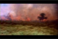 Queimada: burning canefield